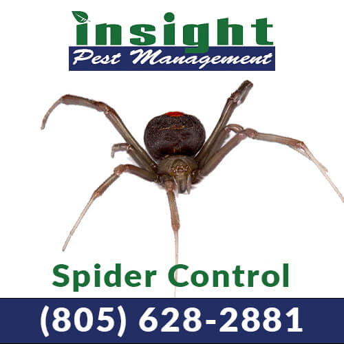 Spider Control In Ventura County Insight Pest Management