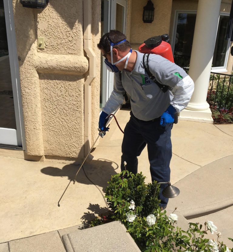 Pest Bug Control In Ventura County Insight Pest Management