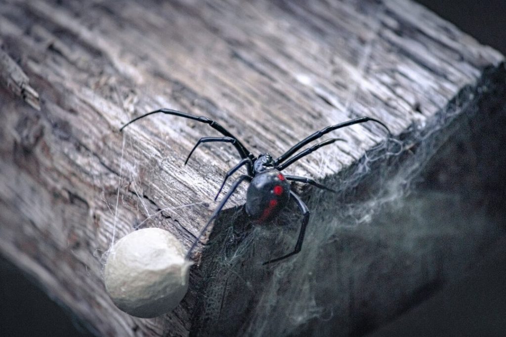 Are There Black Widows in California