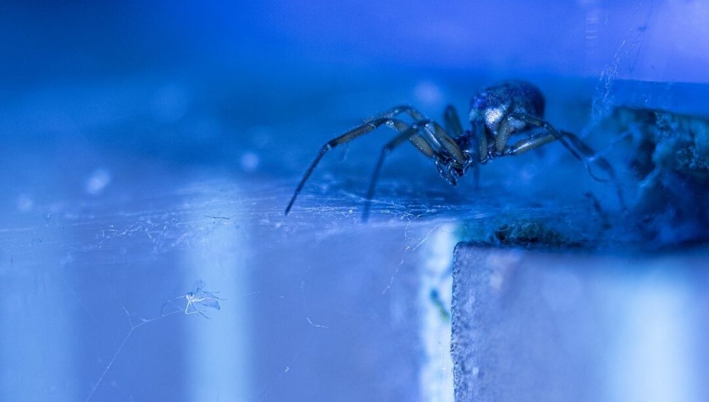 What You Need to Know About Noble False Widow Spiders