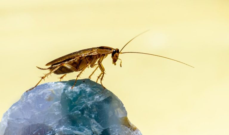 What You Need To Know About The Turkestan Cockroach - Insight Pest ...