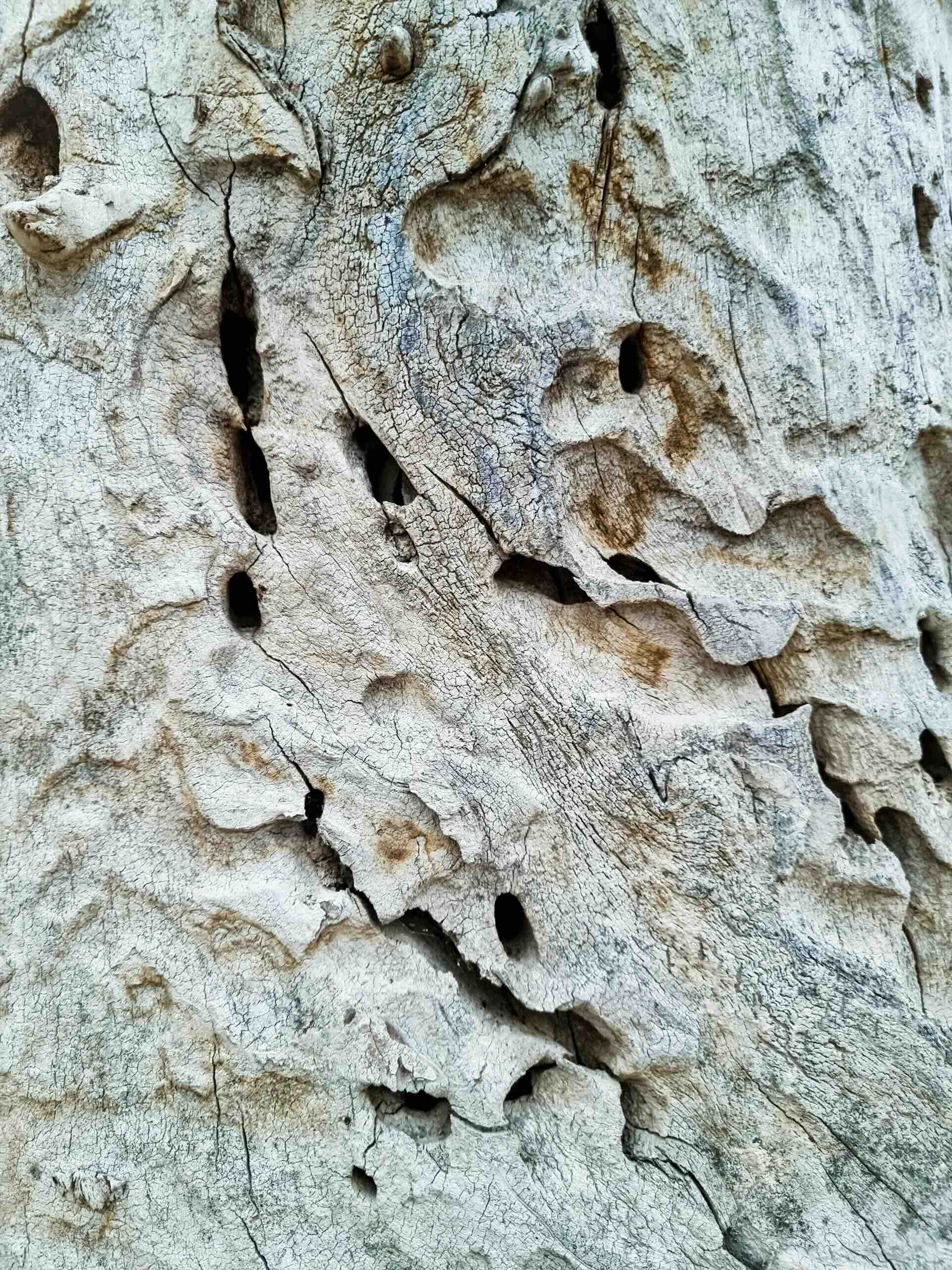termite mud tubes
