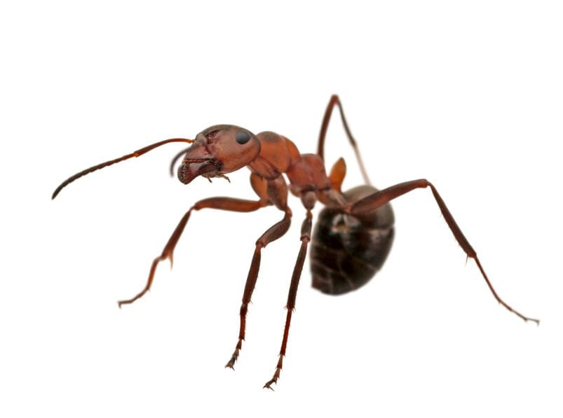 Ant Infestation: Where Ants Like to Hangout • Insight Pest Management™