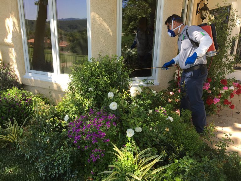 Southern California Sees The Highest Number Of Non native Insect And 