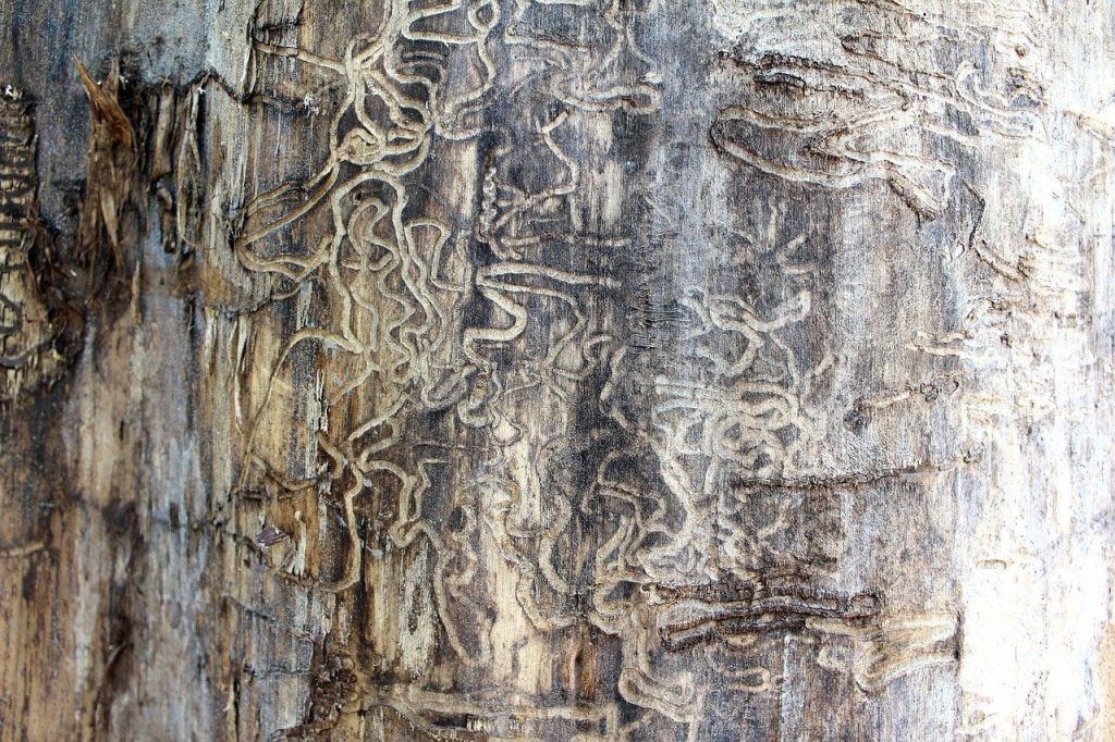 Is PressureTreated Wood Termite Resistant? Ventura Termite Control