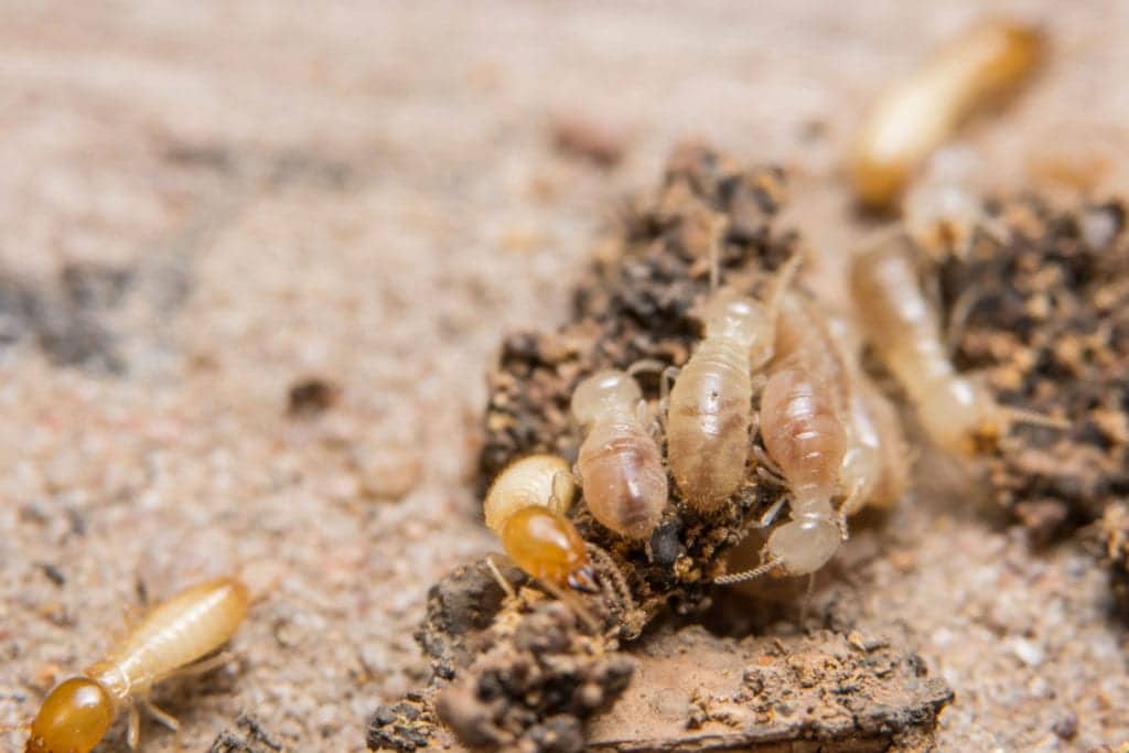 Ventura Termite Control
