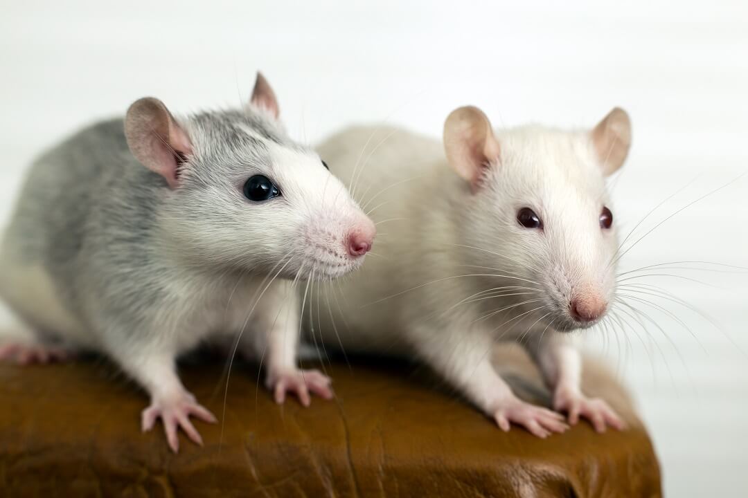 Two white domestic rats with long whiskers on top of a brown table