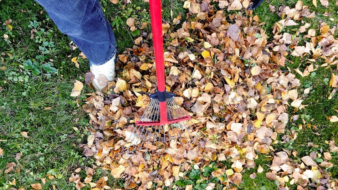 Man raking leaves to clean the yard.