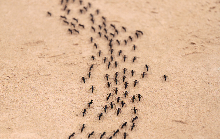 Ants Marching On Ground