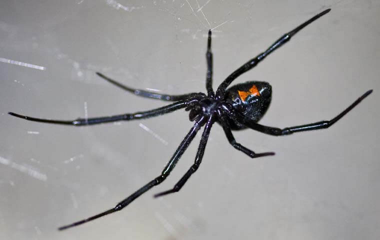 Black Widow Spider On A Web