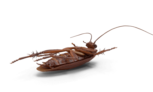 Dead Cockroach