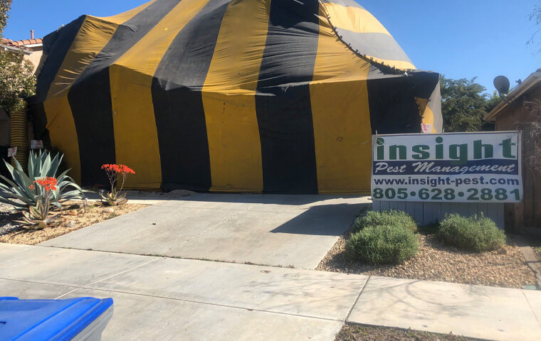 Fumigating A Home For Termites