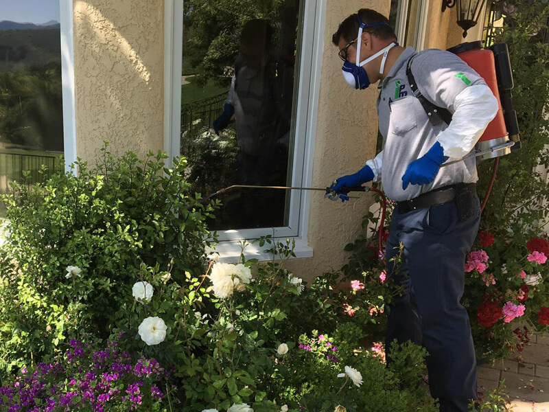 Spraying For Bugs Around Home Exterior
