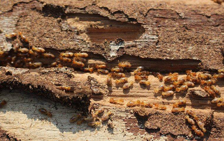 Termites Damaging Wood