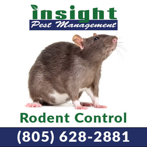 Rodent Extermination, Alder Pest Management Inc