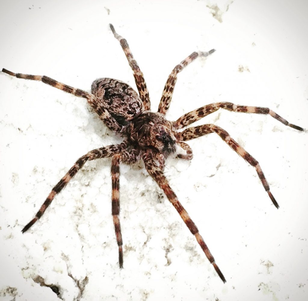 Are There Brown Recluse Spiders in California?