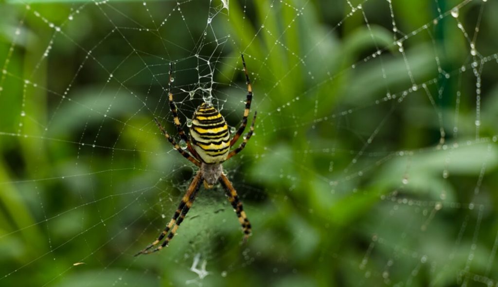 Common Types of Spiders in California