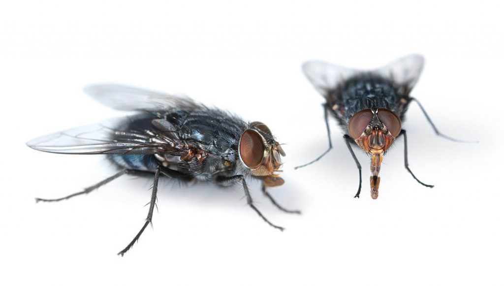 Different Types of Flies You Can Find in Southern California