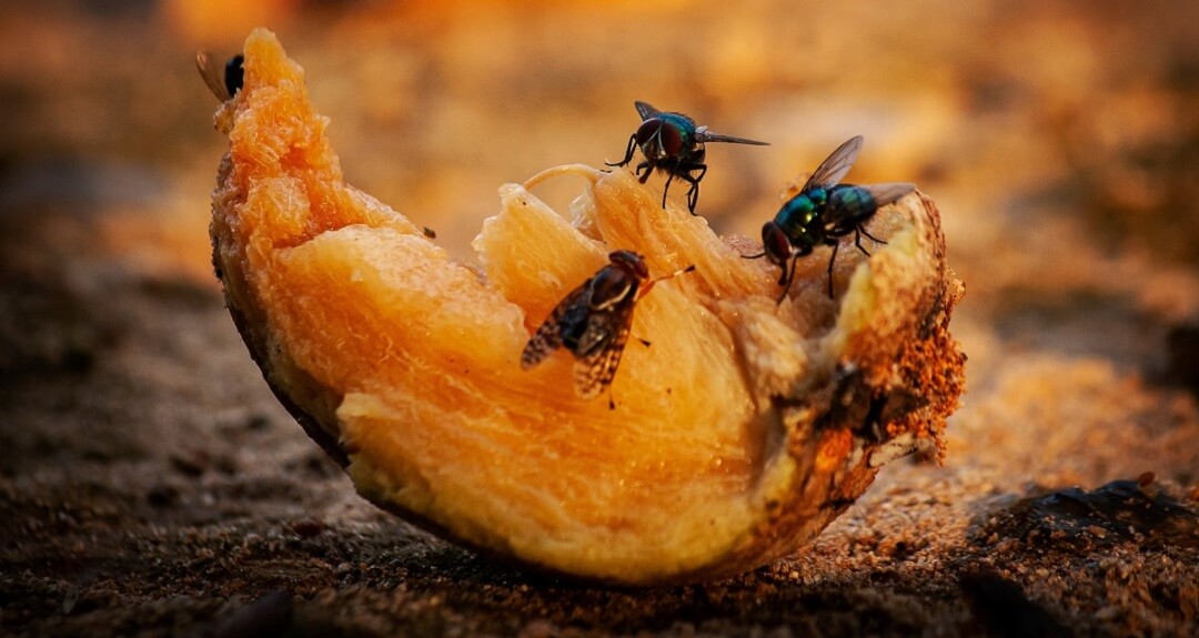 Flies feeding on a rotten fruit on the ground