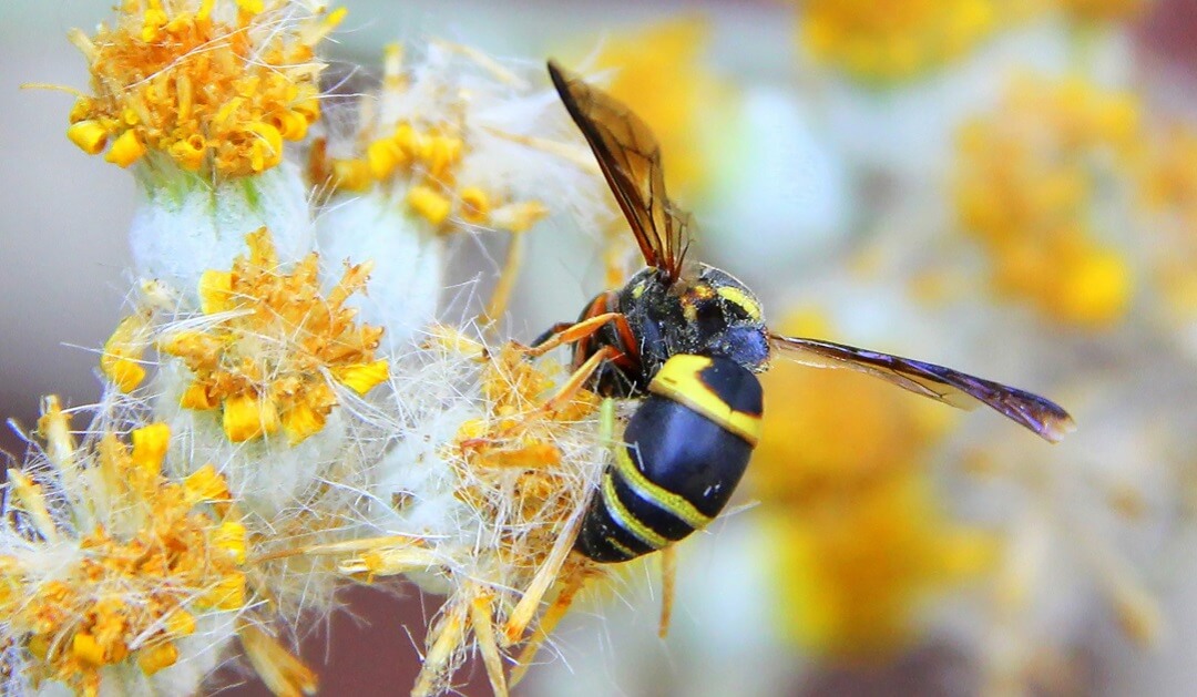 How to Identify a Yellowjacket