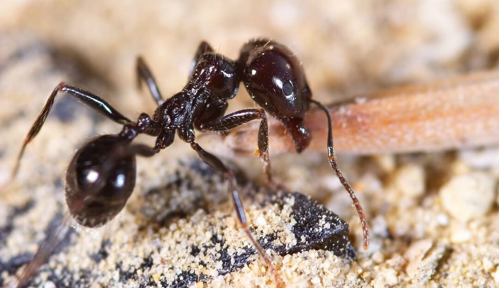 What Are Rover Ants?