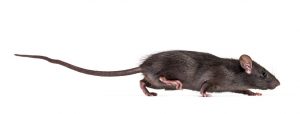 Are Roof Rats Dangerous?