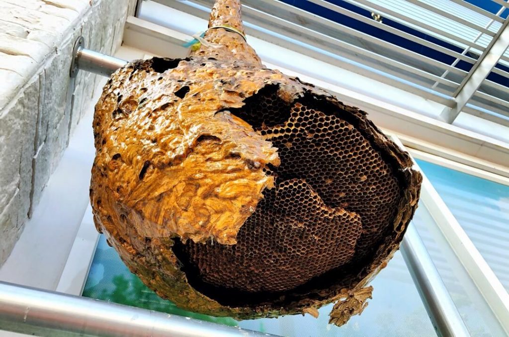 How To Remove a Wasp Nest