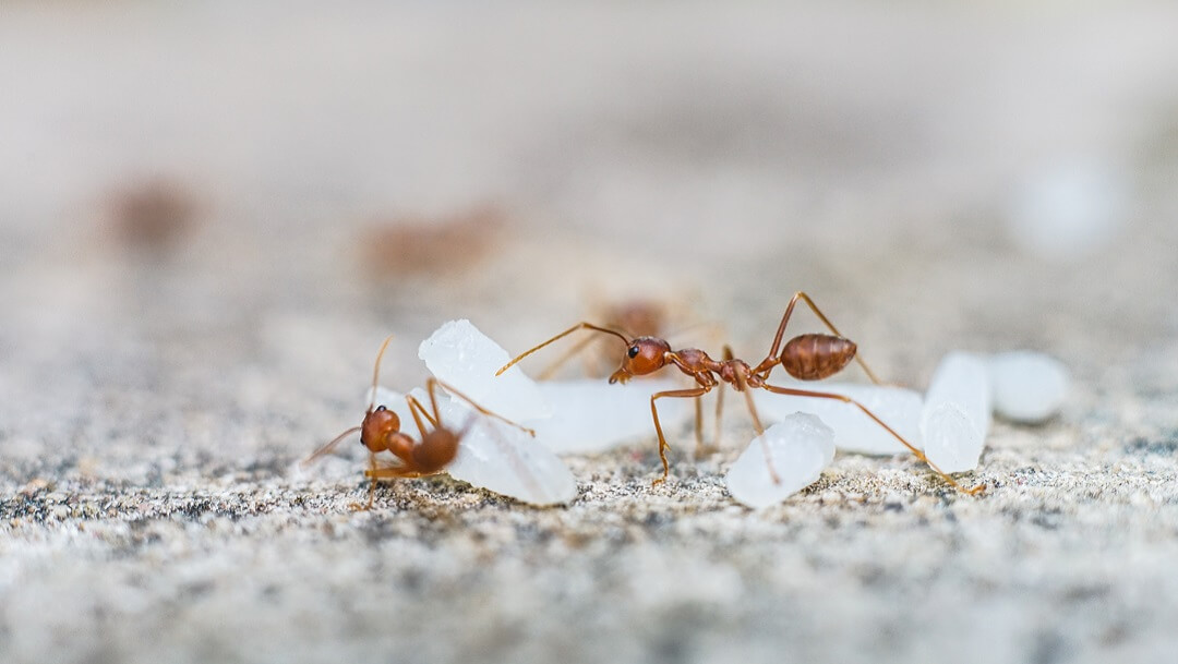 Ways to Get Rid of Ants in the Kitchen