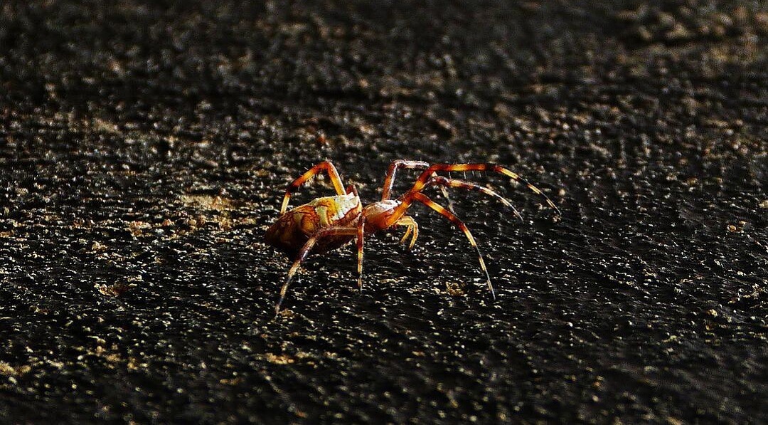 Trapdoor Spider Live Trapdoor Spider Live