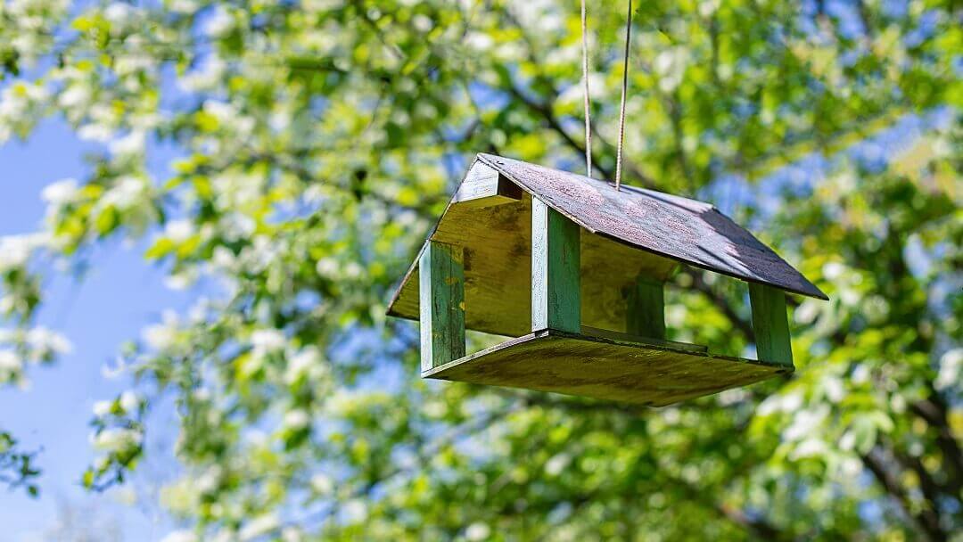 Bird feeder hanging on apple tree