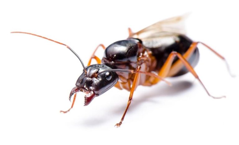 Carpenter Winged Ants vs Termites - Insight Pest Management™