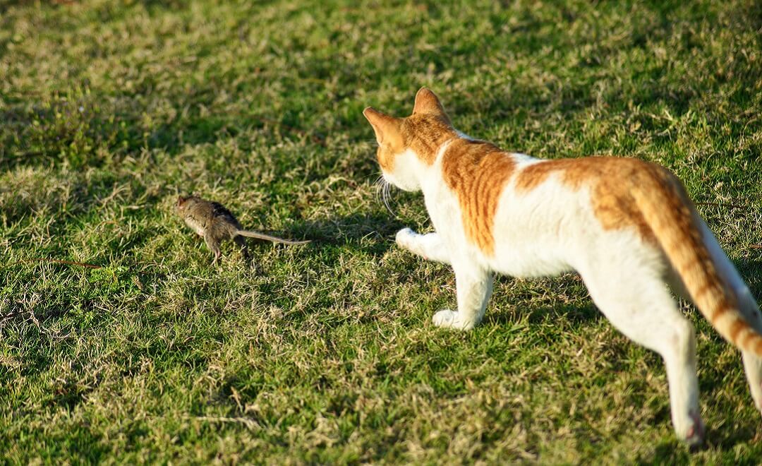 Cat chasing a mouse in the yard