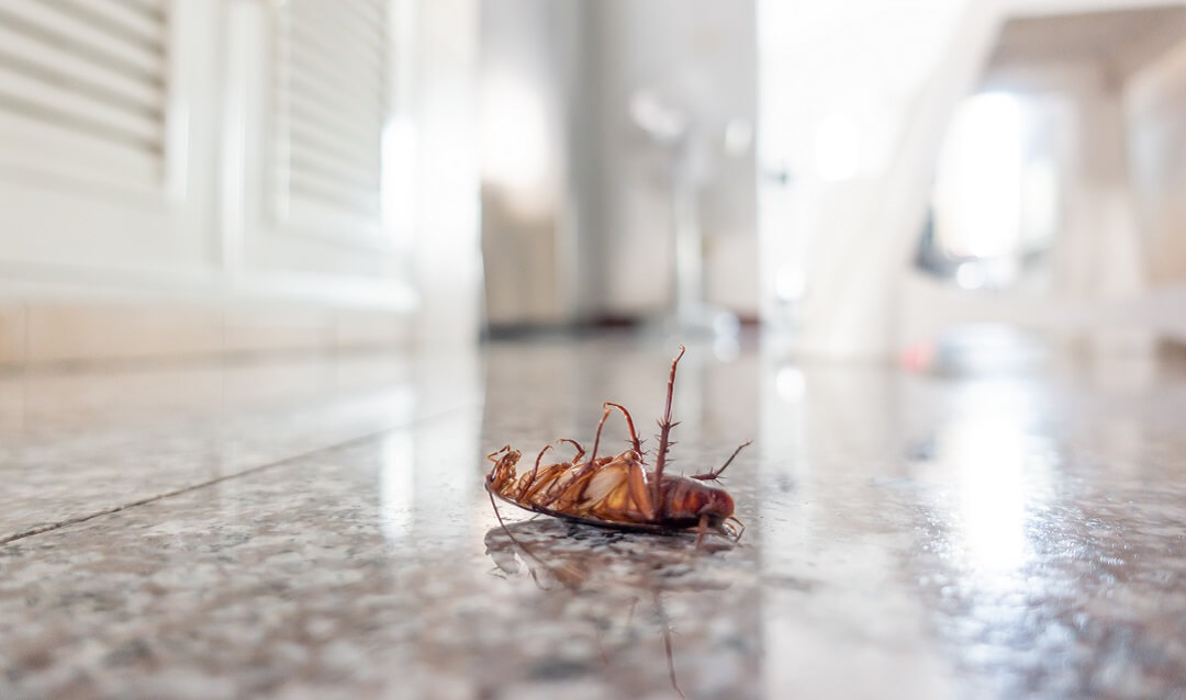 Dead cockroach on a marble floor