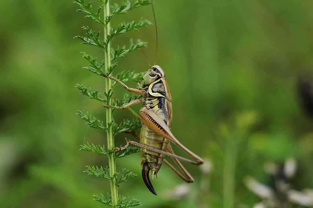 Cricket on a plant