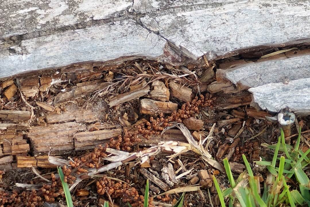 Termite damage to backyard deck