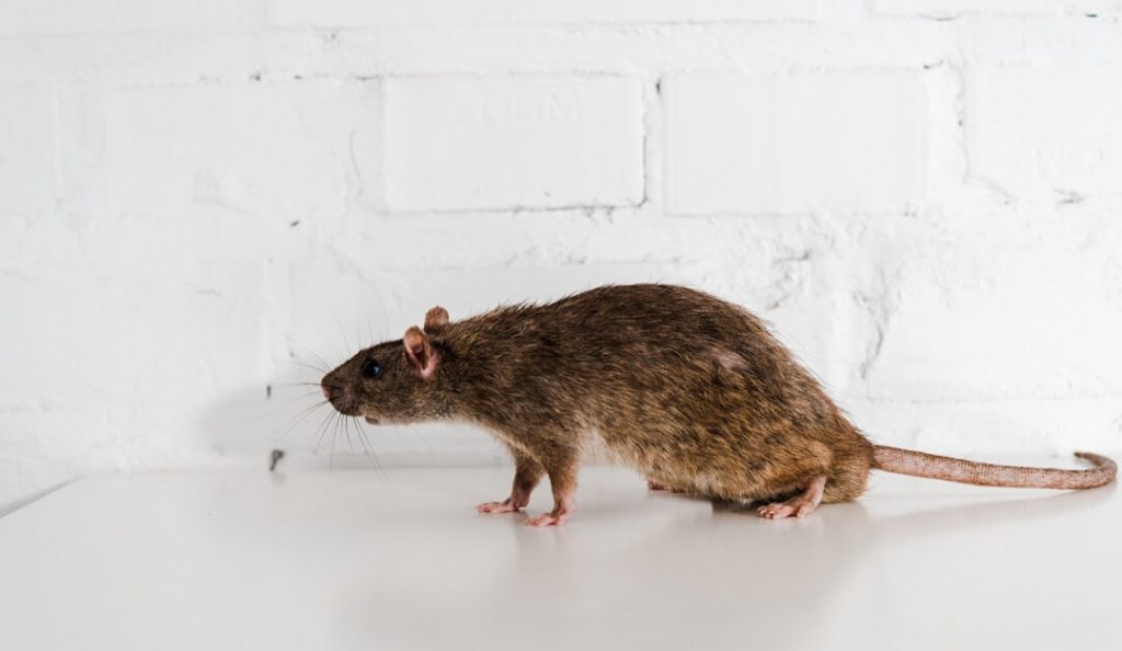Can a House Mouse Climb Walls?