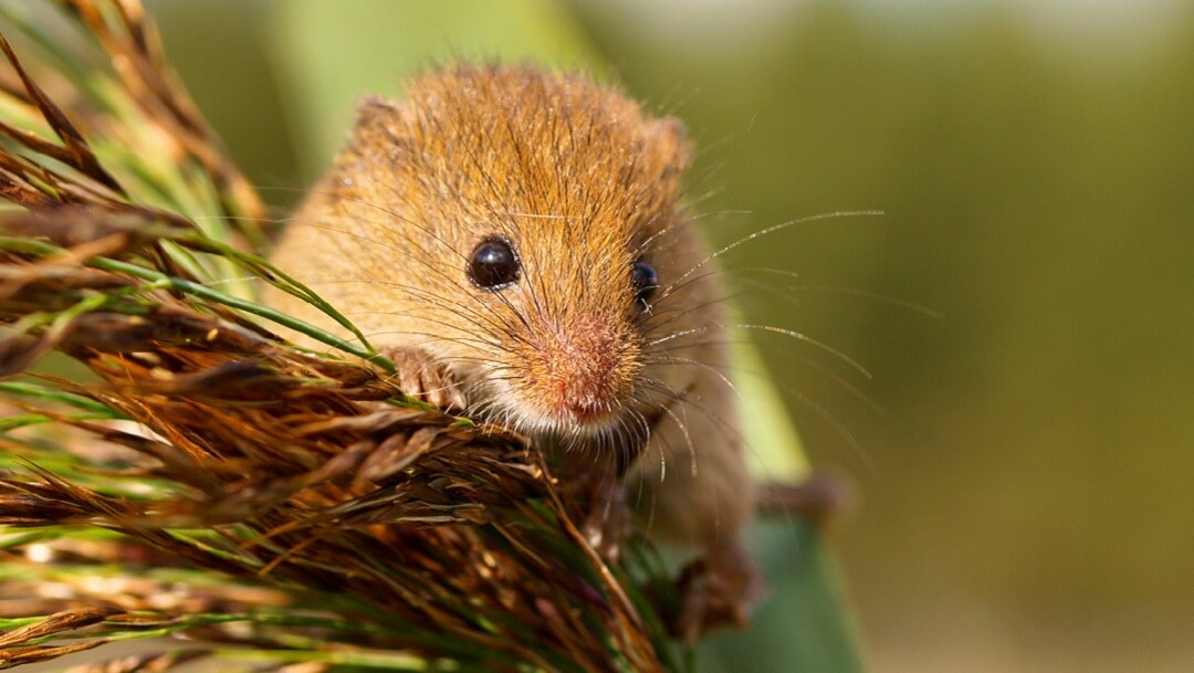 harvesting mouse in a reed plume