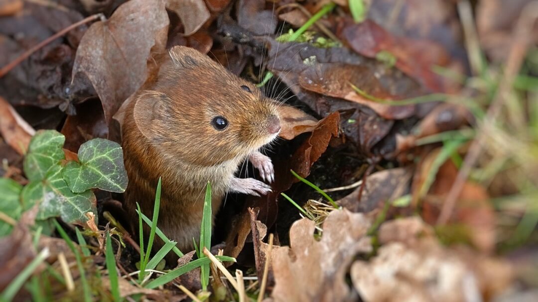 Mouse emerging from a mousehole on a yard