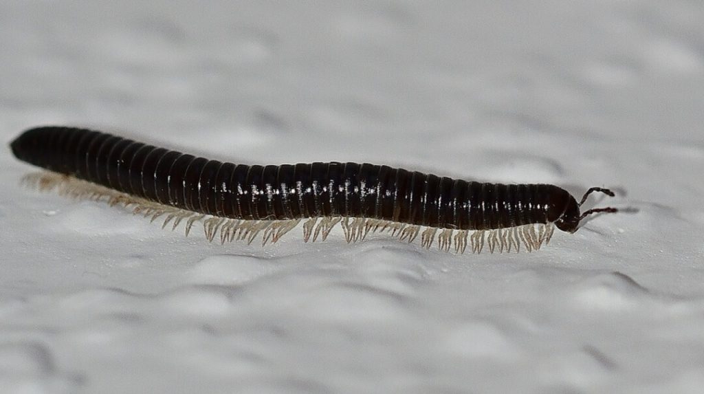 Types of Centipedes in Southern California