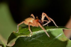 What You Need to Know about Yellow Sac Spiders
