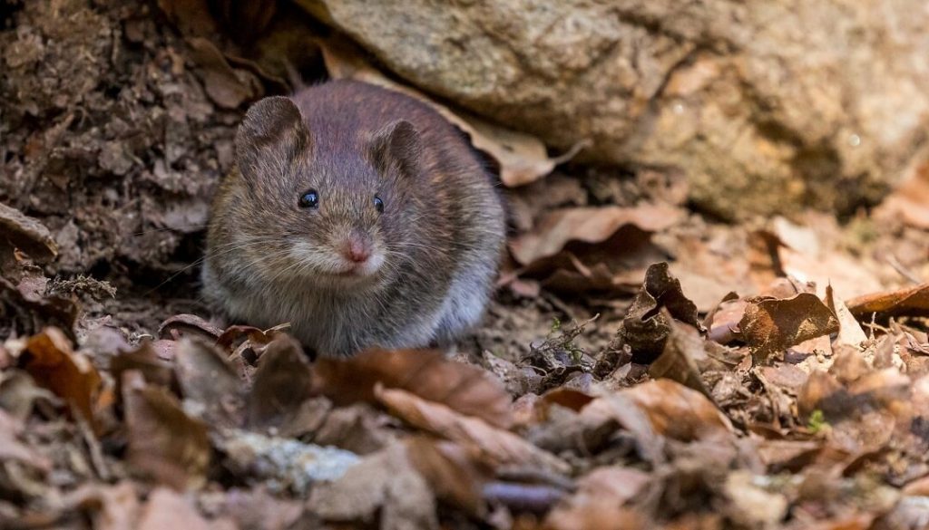 Will Mice Return to a Disturbed Nest?