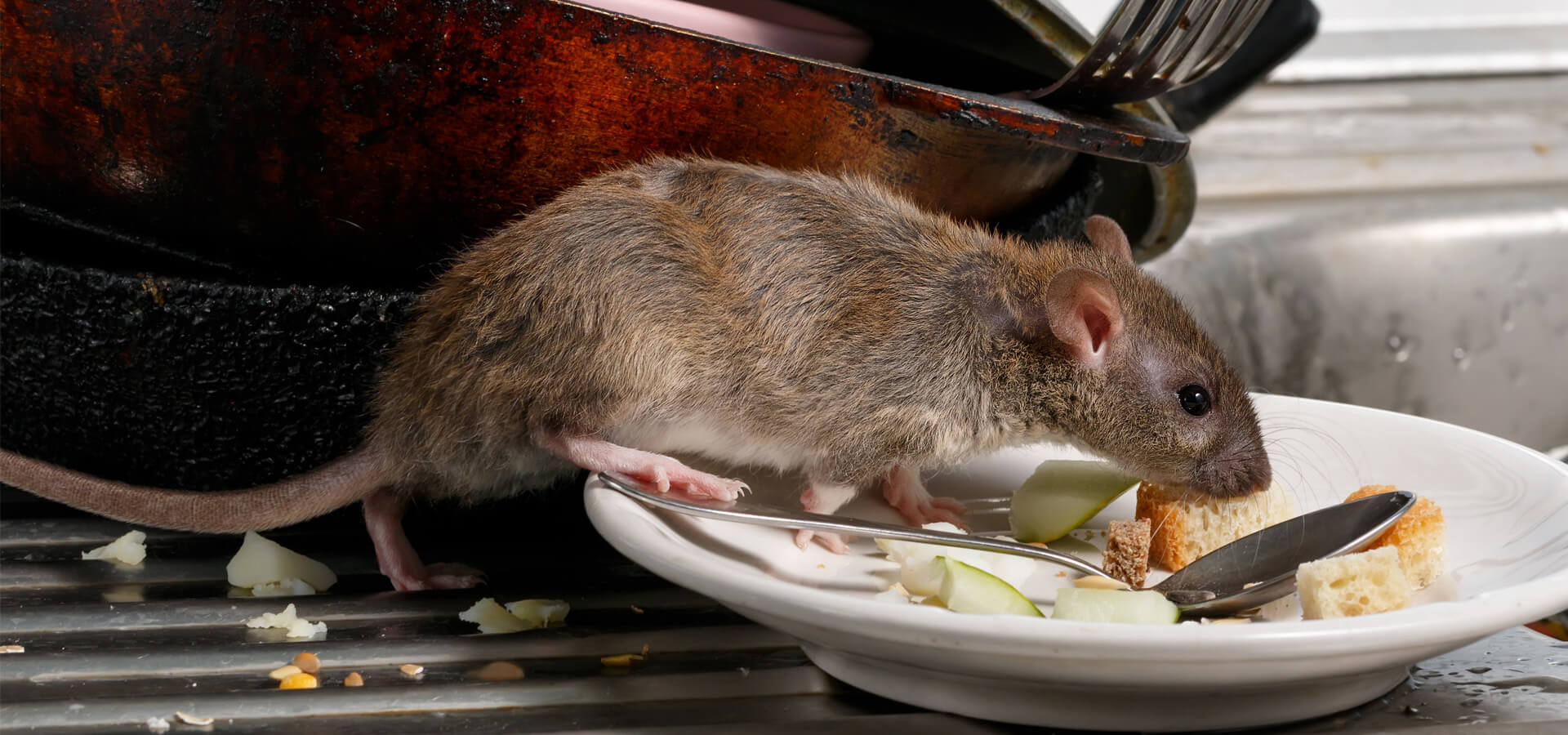 Rat Crawling Over Plates On Kitchen Counter
