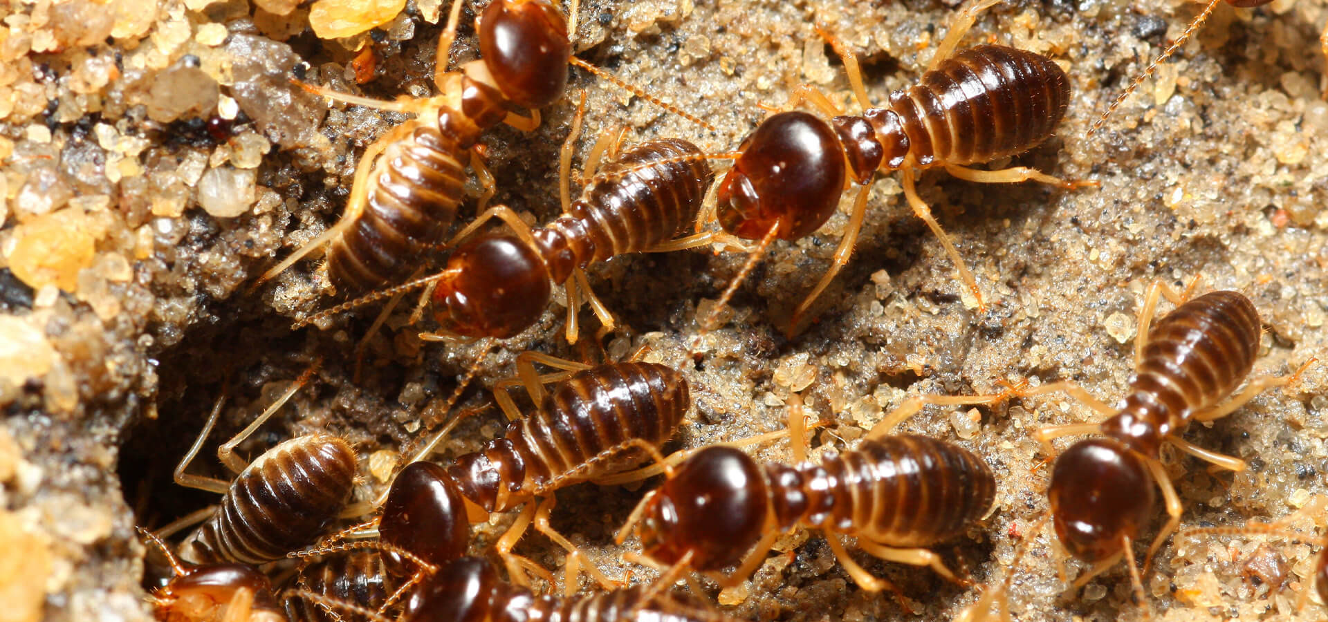 Termite Control