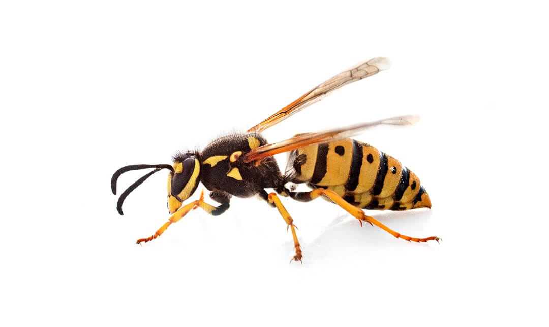 Are Yellow Jackets Poisonous?