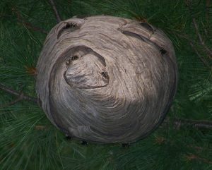 Bald-faced hornet nest