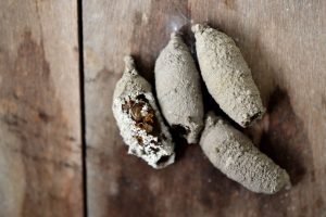 Mud dauber wasp nests