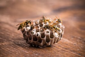 Paper wasp nest