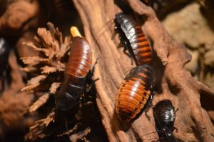Common Cockroaches in California
