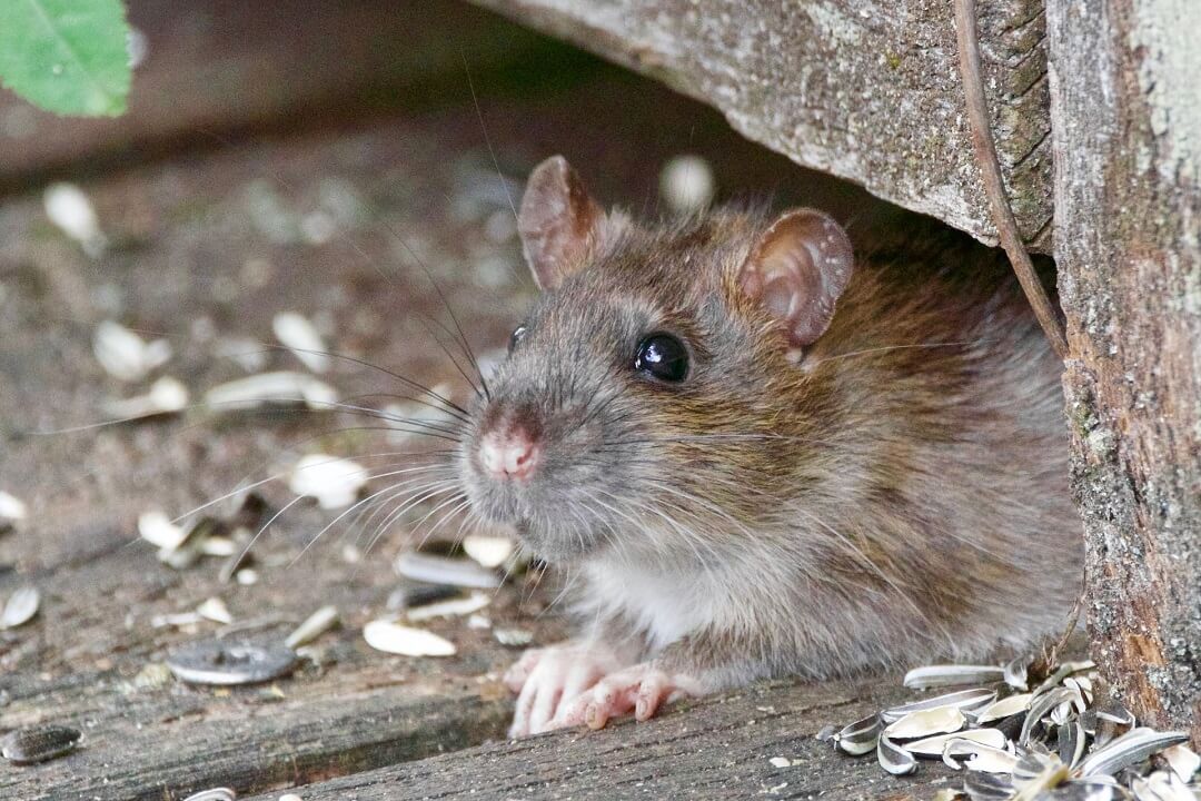 Signs of Rat Infestation You Should Watch Out For