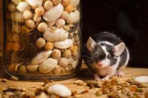Types of Damage Rodents Can Cause to Your Home